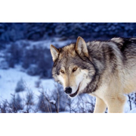 Kit de broderie diamant - Loup