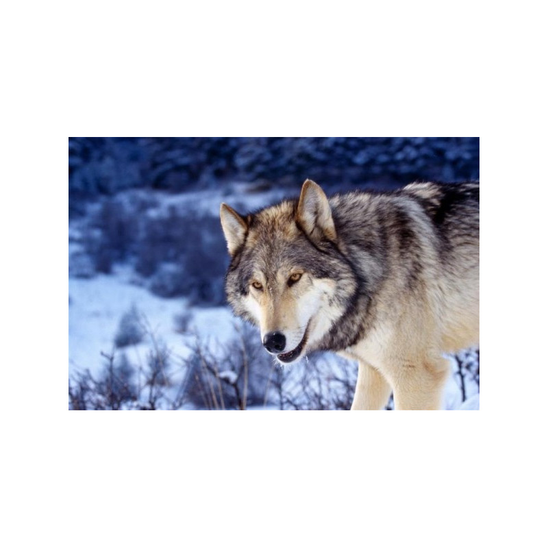 Kit de broderie diamant - Loup